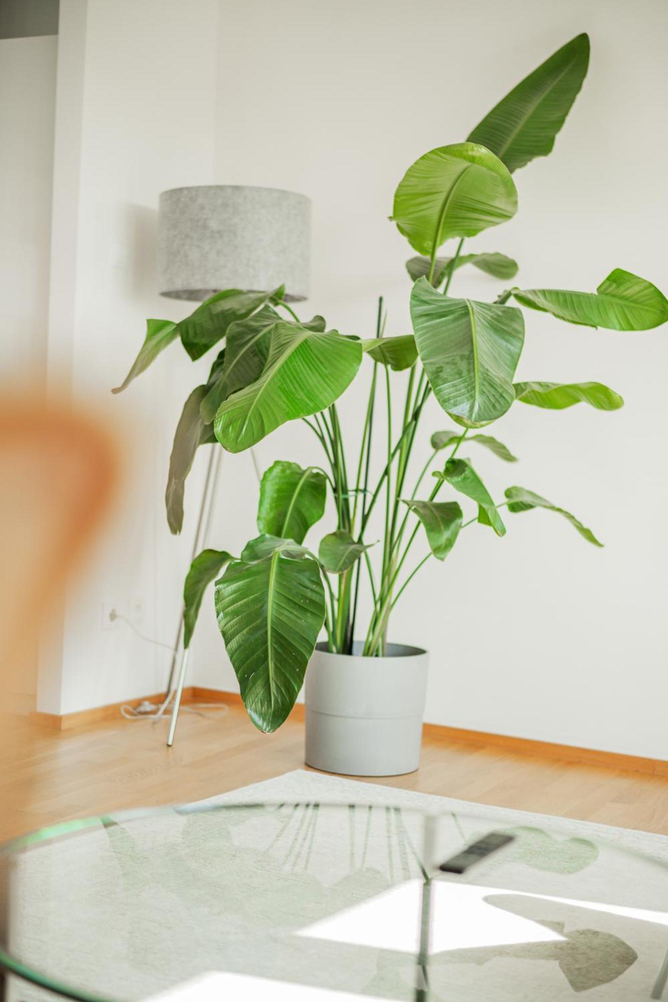 Central 60M2 Suite 10 Min Walk From Main Station Wien Ngoại thất bức ảnh